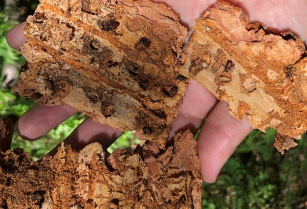 J-shaped beetle galleries carved into inner bark of pine tree