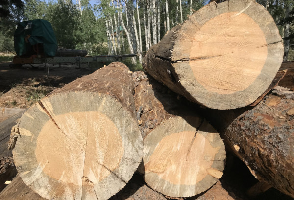 Blue stain fungus in cross-section of beetle-killed pine wood