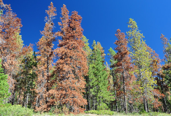 Pine trees with fading red-brown needles caused by mountain pine beetle infestation