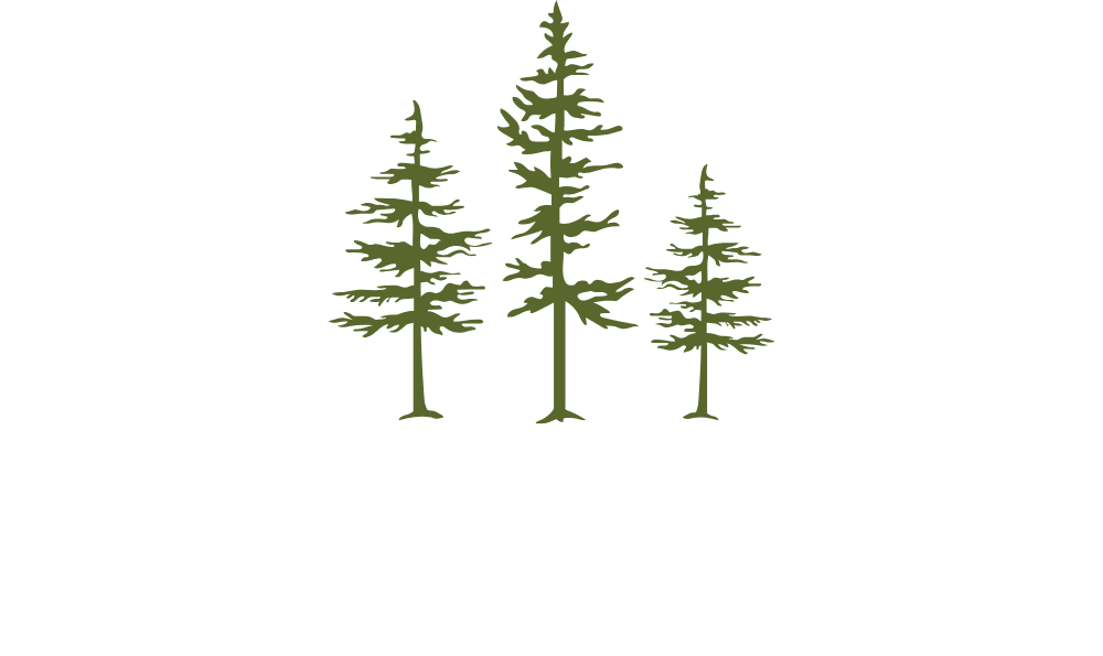Colorado Pine Beetle