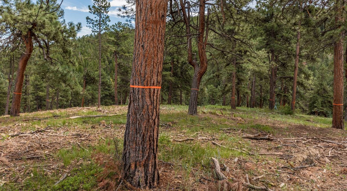 Colorado Front Range ponderosa pines after professional thinning — good spacing between trees with orange marking tape visible